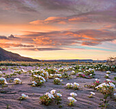 Desert Lily (Hesperocallis undulata) flowers in spring bloom, Anza-Borrego Desert State Park, California