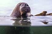 Walrus (Odobenus rosmarus) in water, Svalbard, Norway