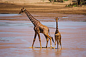 Masai Giraffe (Giraffa tippelskirchi) mother and calf crossing river, Samburu-Isiolo Game Reserve, Kenya