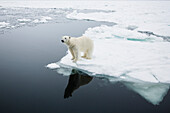 Polar Bear (Ursus maritimus) on ice, Spitsbergen, Svalbard, Norway