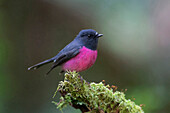 Pink Robin (Petroica rodinogaster) male, Victoria, Australia