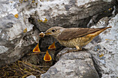Rufous-tailed Rock-Thrush (Monticola saxatilis) female removing fecal sac from nest, Primorje, Croatia