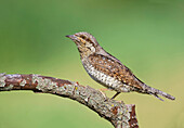 Eurasian Wryneck (Jynx torquilla), Aosta Valley, Italy