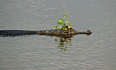 Jacare Caiman (Caiman yacare) with water vegetation on head, Pantanal, Brazil