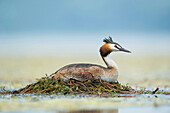 Great Crested Grebe (Podiceps cristatus) on floating nest, Piedmont, Italy