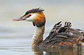 Great Crested Grebe (Podiceps cristatus) parent carrying chicks, Piedmont, Italy