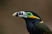 Spot-billed Toucanet (Selenidera maculirostris) male, Altlantic Rainforest, Brazil