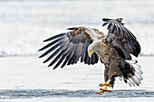White-tailed Eagle (Haliaeetus albicilla) landing, Poland