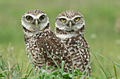 Burrowing Owl (Athene cunicularia) pair, Florida