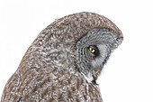 Great Gray Owl (Strix nebulosa), Quebec, Canada