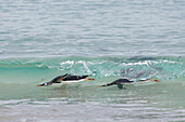 Gentoo Penguin (Pygoscelis papua) pair surfing, Bleaker Island, Falkland Islands