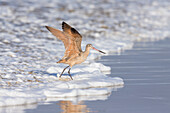 Marbled Godwit (Limosa fedoa) taking flight at surf's edge, California