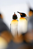 King Penguin (Aptenodytes patagonicus) pair, Volunteer Point, Falkland Islands