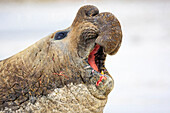 Southern Elephant Seal (Mirounga leonina) bull calling, Sea Lion Island, Falkland Islands