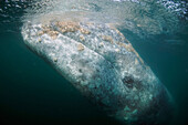 Gray Whale (Eschrichtius robustus) covered with barnacles, San Ignacio Lagoon, Baja California, Mexico