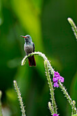 Rufous-tailed Hummingbird (Amazilia tzacatl) hummingbird, Costa Rica
