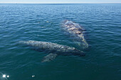 Gray Whale (Eschrichtius robustus) mother and calf at surface, San Ignacio Lagoon, Baja California, Mexico