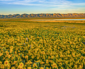 Hillside Daisy (Monolopia lanceolata) flowers, superbloom, Temblor Range, Carrizo Plain National Monument, California