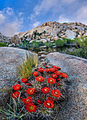 Claret Cup Cactus (Echinocereus triglochidiatus) flowering near Barker Pond Trail, Joshua Tree National Park, California