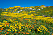 Hillside Daisy (Monolopia lanceolata) flowers, superbloom, Temblor Range, Carrizo Plain National Monument, California