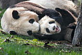 Giant Panda (Ailuropoda melanoleuca) mother playing with her six-to-eight month old cub, Chengdu, China