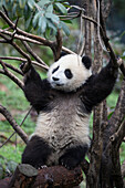 Giant Panda (Ailuropoda melanoleuca) six-to-eight month old cub in tree, Bifengxia Panda Base, Sichuan, China