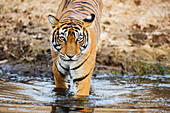Bengal Tiger (Panthera tigris tigris) entering waterhole, Ranthambore National Park, India
