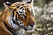 Bengal Tiger (Panthera tigris tigris), Ranthambore National Park, India