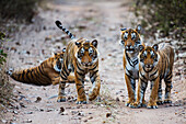 Bengal Tiger (Panthera tigris tigris) mother and cubs on road, Ranthambore National Park, India
