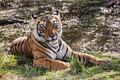 Bengal Tiger (Panthera tigris tigris), Ranthambore National Park, India
