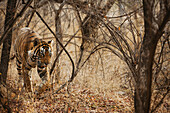 Bengal Tiger (Panthera tigris tigris) female in forest, Ranthambore National Park, India