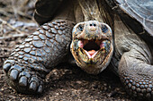 Volcan Alcedo Giant Tortoise (Chelonoidis nigra vandenburghi) in defensive posture, Isabela Island, Galapagos Islands, Ecuador