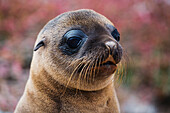 Galapagos Sea Lion (Zalophus wollebaeki) pup, Rabida Island, Galapagos Islands, Ecuador
