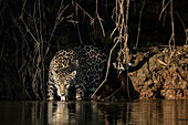 Jaguar (Panthera onca) drinking, Brazil