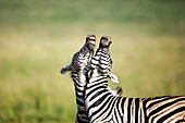 Burchell's Zebra (Equus burchellii) stallions fighting, Rietvlei Nature Reserve, South Africa