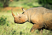 Black Rhinoceros (Diceros bicornis), KwaZulu-Natal, South Africa