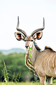 Greater Kudu (Tragelaphus strepsiceros) male feeding on plant, KwaZulu-Natal, South Africa