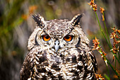 Spotted Eagle-Owl (Bubo africanus), Montagu Pass, Western Cape, South Africa
