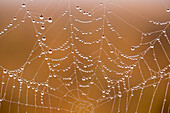 Spider web covered with dew drops, Garden Route National Park, South Africa