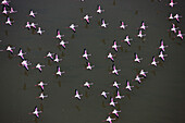 Lesser Flamingo (Phoenicopterus minor) flock flying, Lake Magadi, Kenya