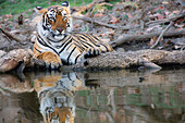 Bengal Tiger (Panthera tigris tigris) female at waterhole, Ranthambore National Park, India