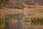 Bengal Tiger (Panthera tigris tigris) female crossing lake, Ranthambore National Park, India