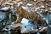 Bengal Tiger (Panthera tigris tigris) yearling cub crossing creek, Ranthambore National Park, India