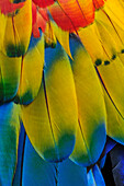 Scarlet Macaw (Ara macao) wing feathers, native to South America