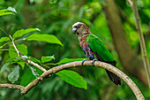 Red-fan Parrot (Deroptyus accipitrinus), native to South America