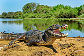 Jacare Caiman (Caiman yacare) basking on shore, Pantanal, Mato Grosso, Brazil