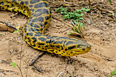 Yellow Anaconda (Eunectes notaeus), Pantanal, Mato Grosso, Brazil