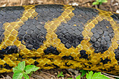 Yellow Anaconda (Eunectes notaeus) scales, Pantanal, Mato Grosso, Brazil