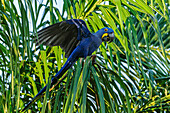 Hyacinth Macaw (Anodorhynchus hyacinthinus) balancing on palm frond, Pantanal, Mato Grosso, Brazil