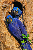 Hyacinth Macaw (Anodorhynchus hyacinthinus) pair at nest cavity, Pantanal, Mato Grosso, Brazil